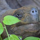  Galapagos